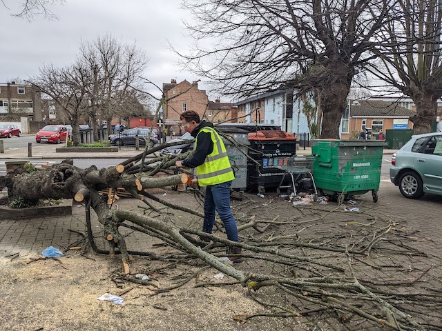 gardener chainsawing fallen tree