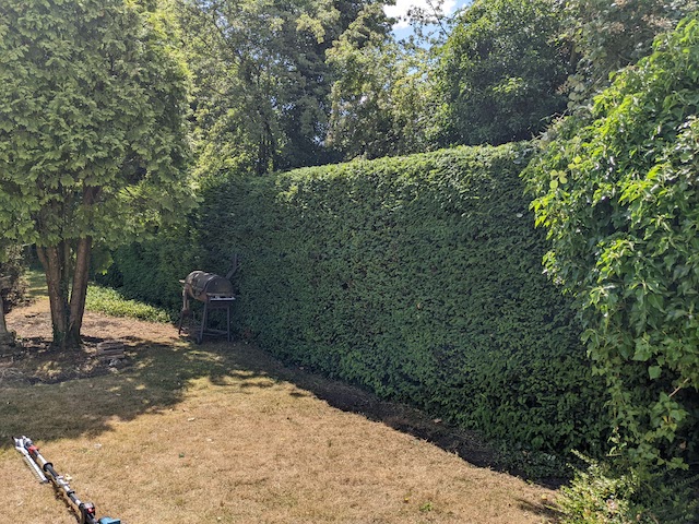 tall hedge trimmed