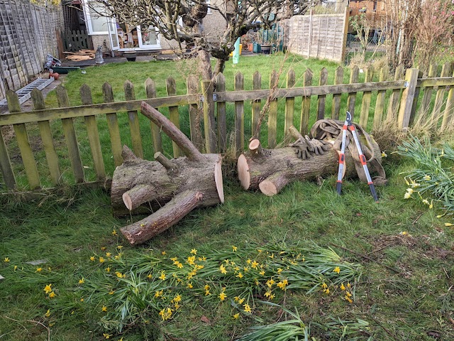 tree trunk chopped in two